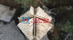 長(zhǎng)羽毛的小屋